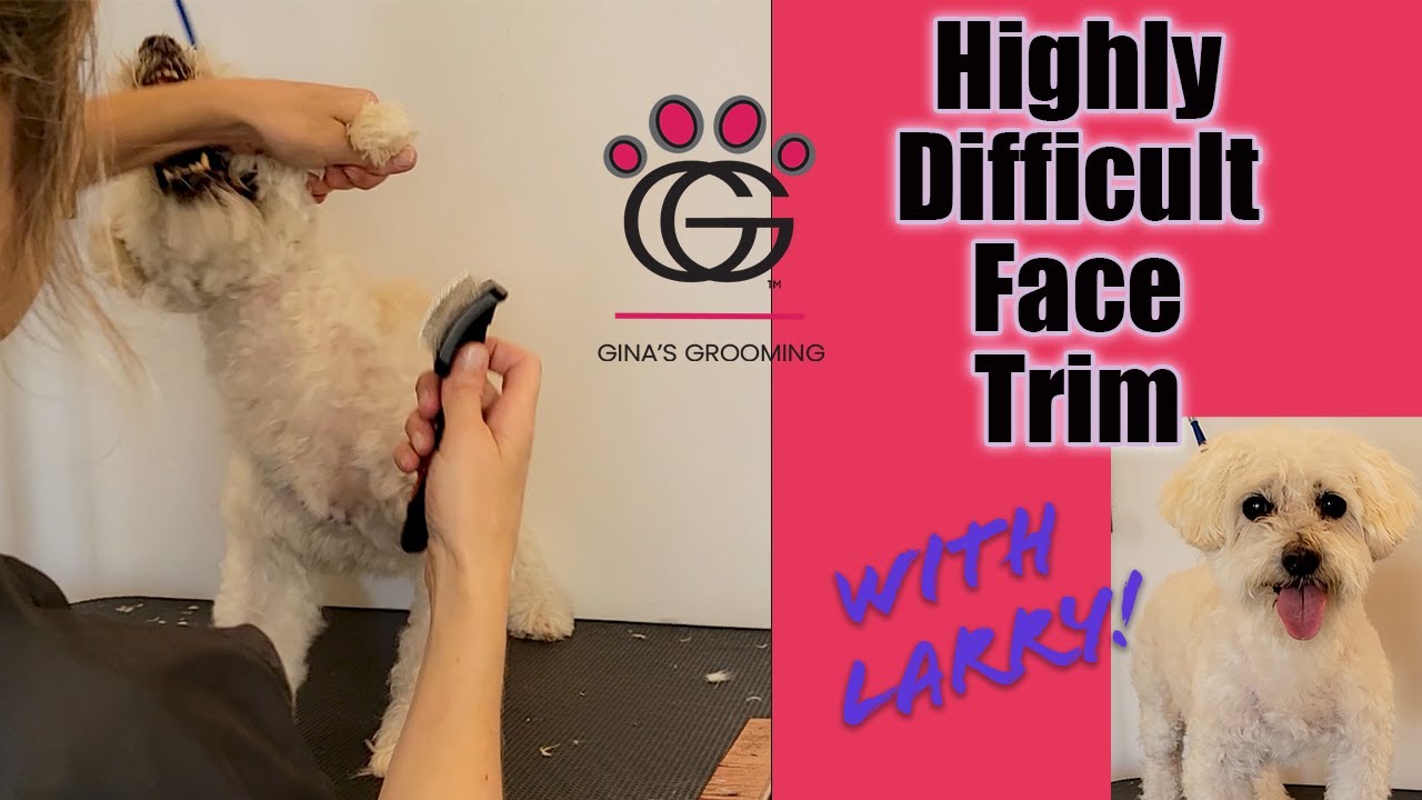 Highly Difficult Face Trim - Larry is 15 and hates grooming.  Ok, let's get thru this together! 💖