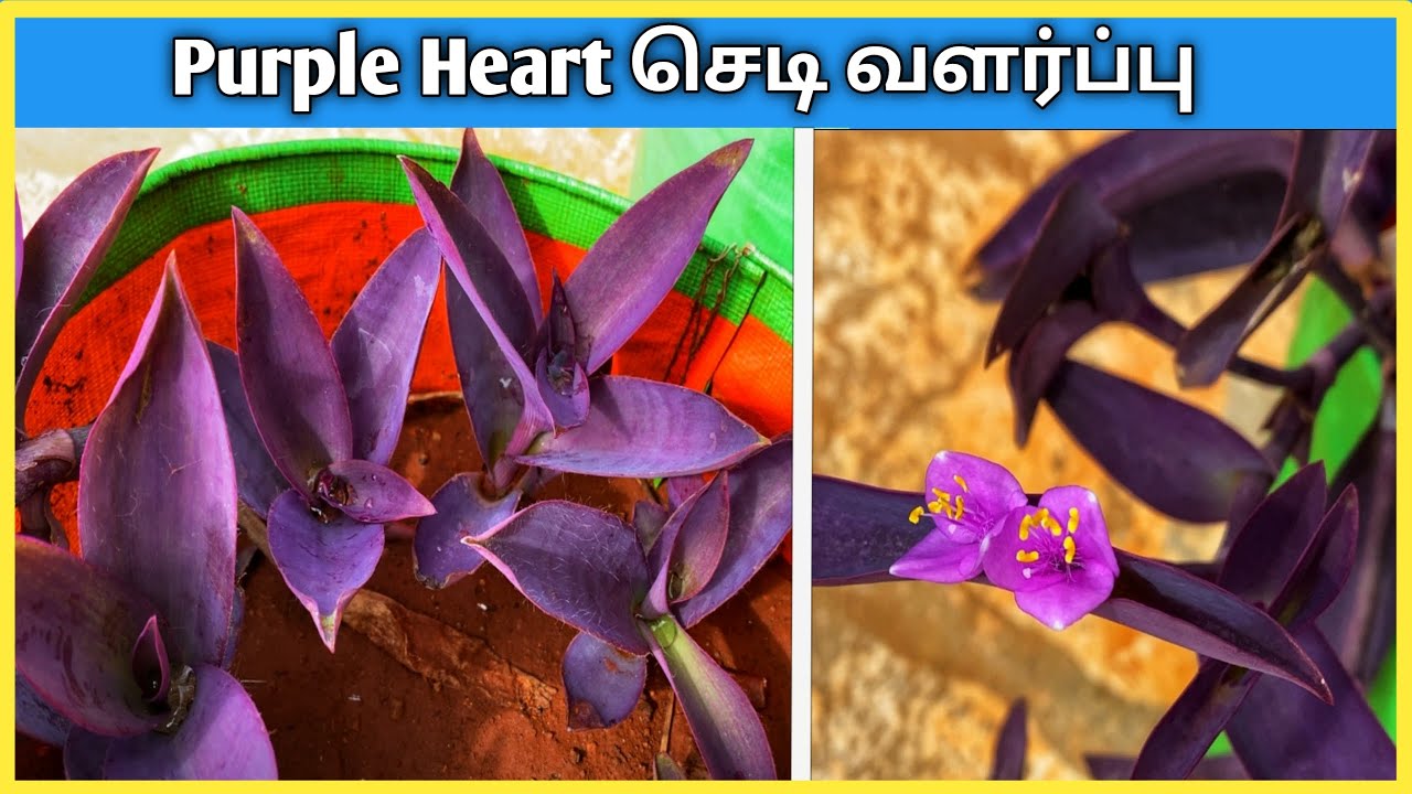 How to Grow Purple Heart Plant from Cuttings in Tamil? Purple Heart Chedi Valarpatuh Eppadi?