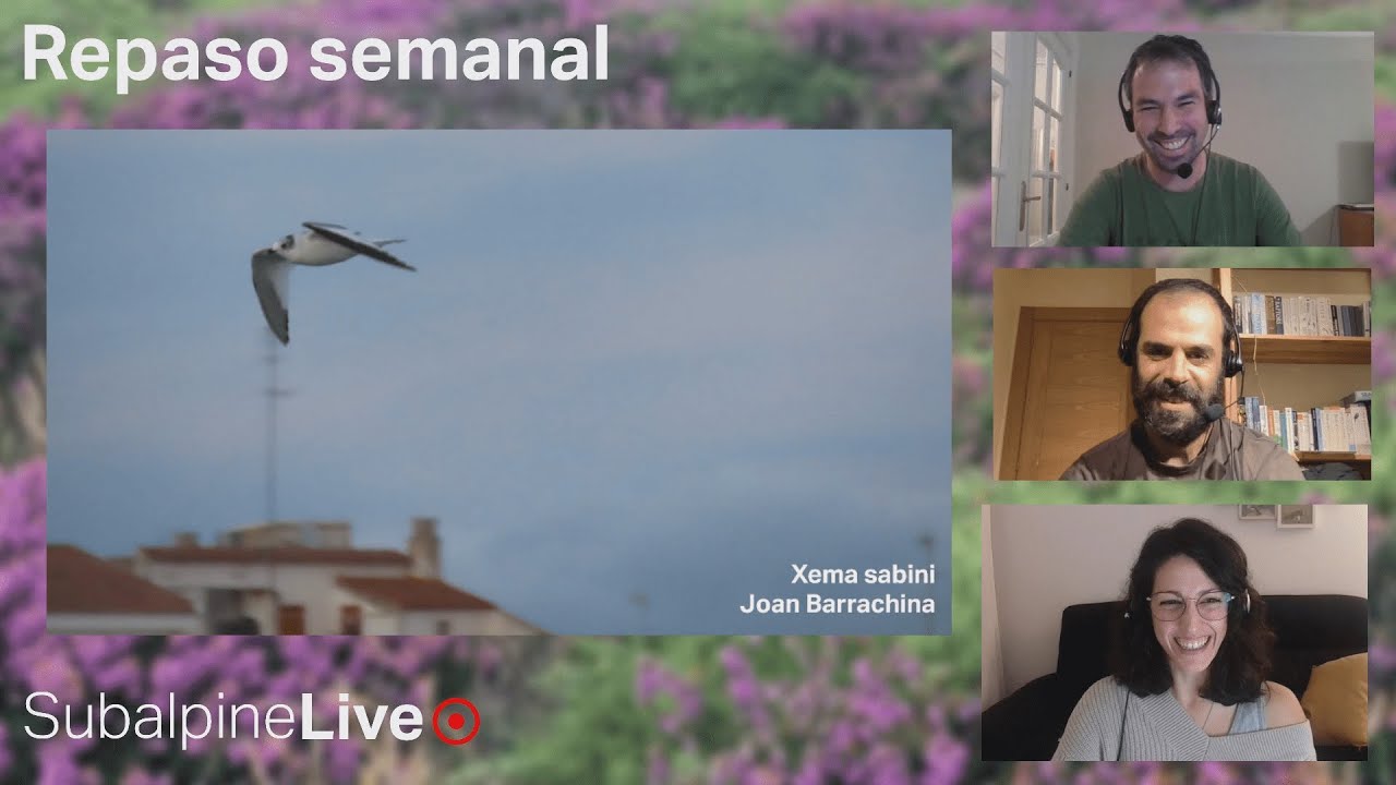SubalpineLive #1 (01/12/21): A. rossicus vs. fabalis y M . migrans + patch Alexis Bukowski