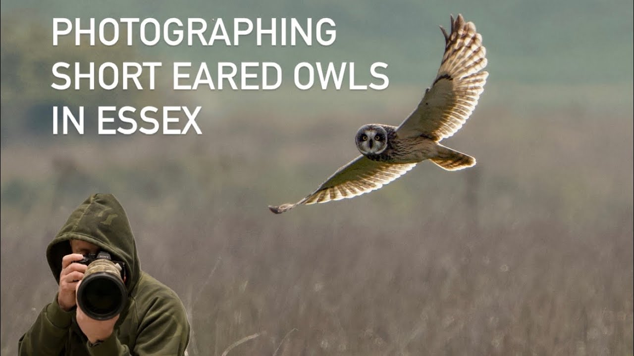 Amazing trip out Photographing Short eared Owls 📷