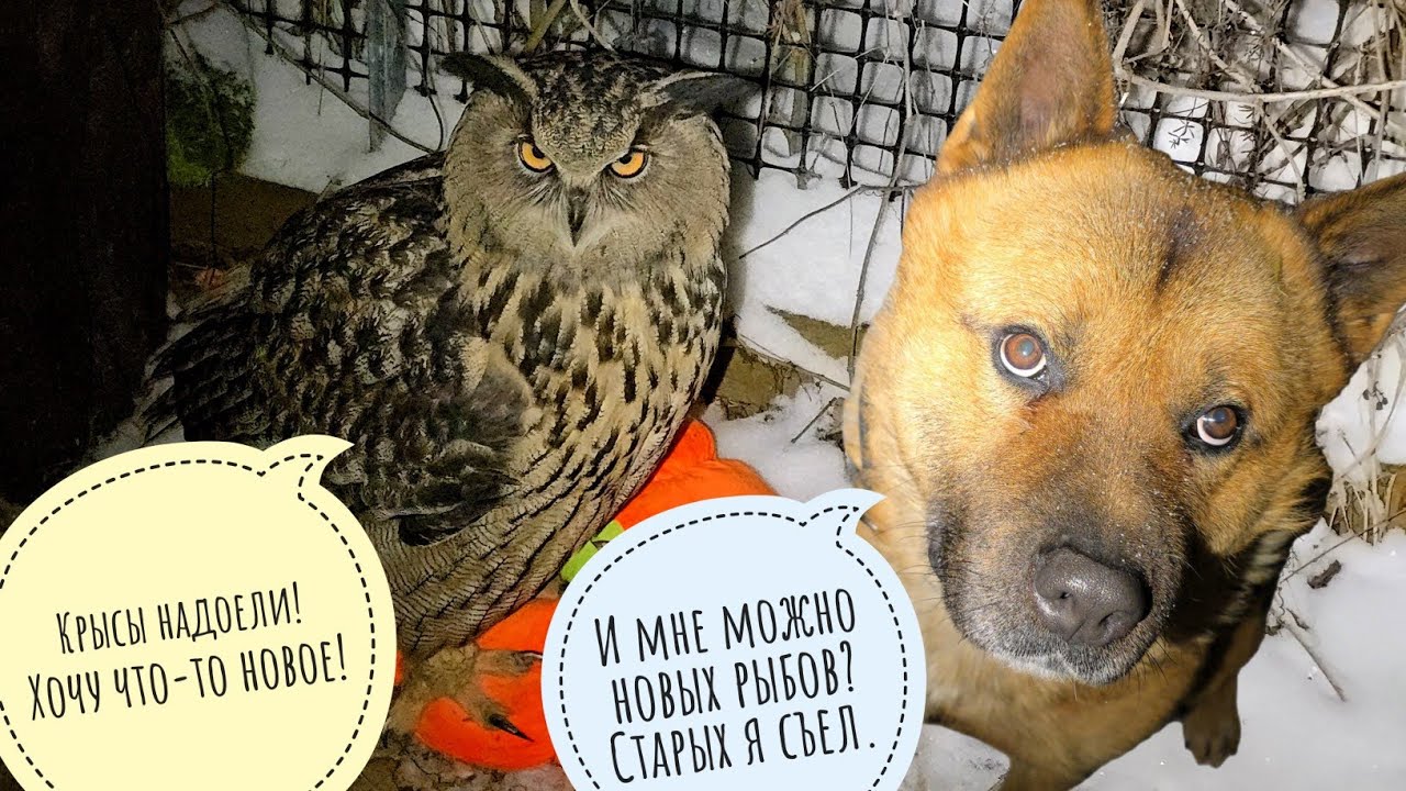 Артём припахал Машу пахать снег. Сову Кофи приручать или не приручать? Филин Ёль не ценит еду
