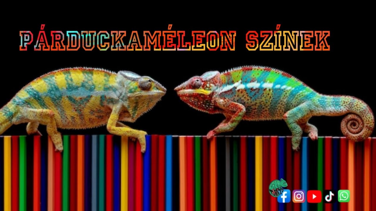 Pàrduc kamèleon szìnek