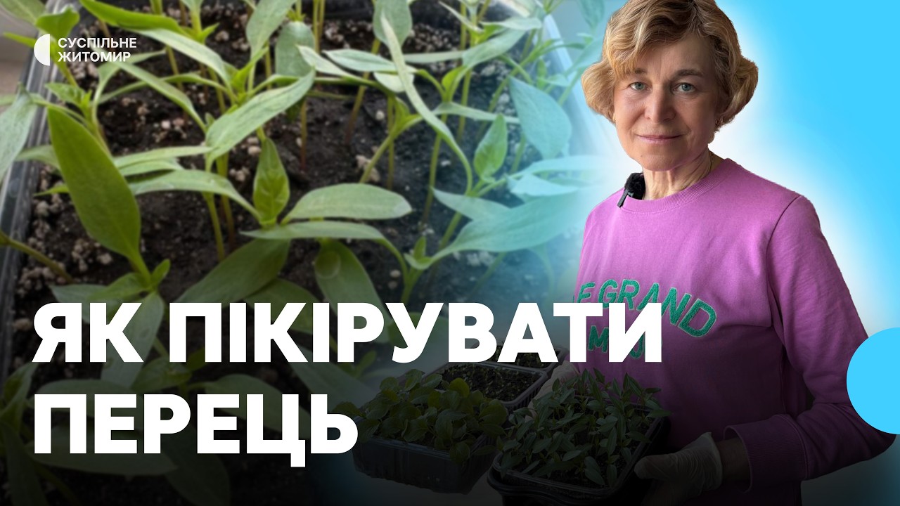 Коли і як пікірувати розсаду перцю: поради городниці з Житомира
