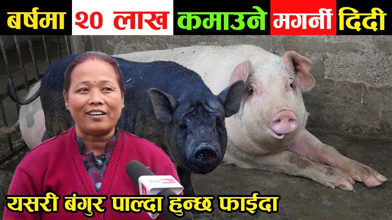 घरमै बसेर बर्षमै २० लाख कमाउने मगर्नी दिदीले सिकाईन् बंगुर पाल्ने सजिलो तरिका │Nepal Chitra