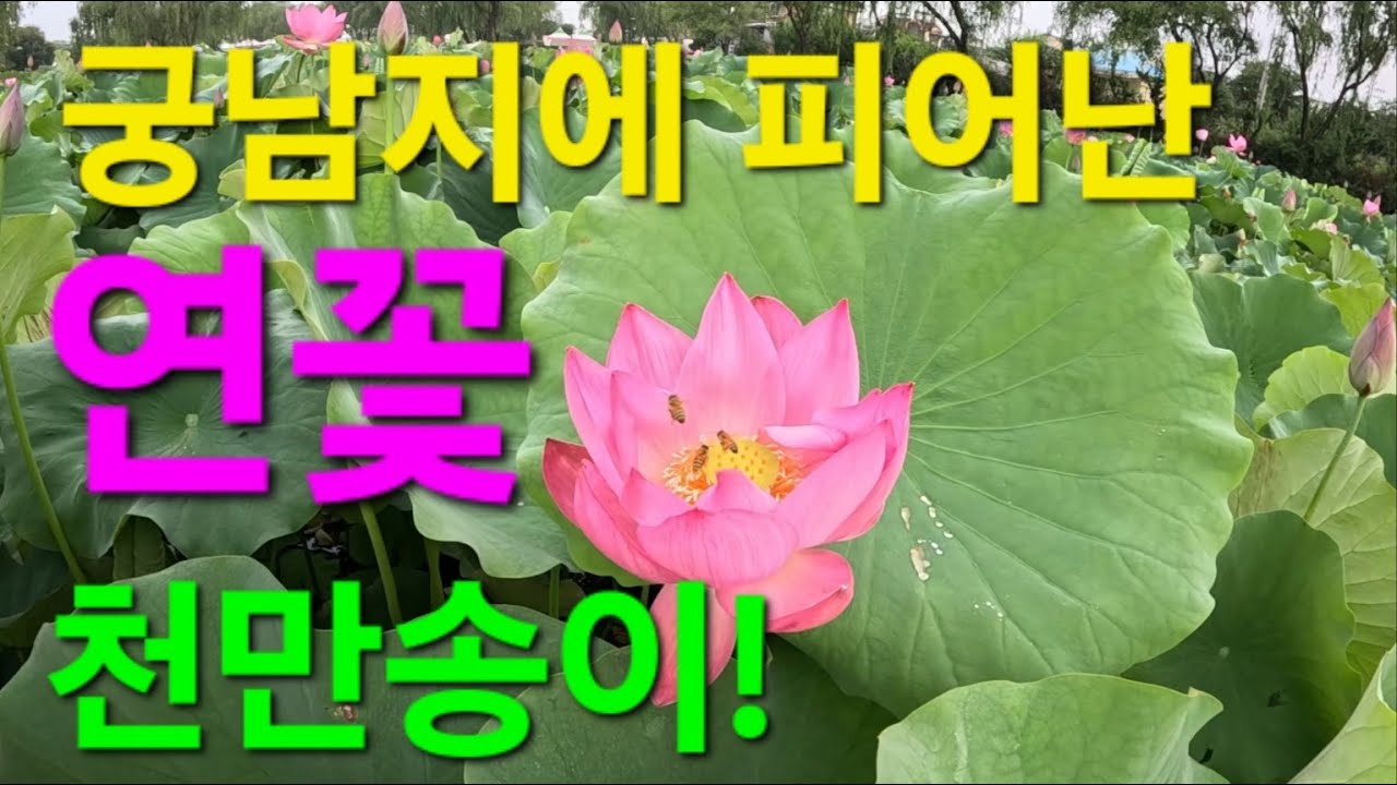 천만송이 연꽃 향연(부여 궁남지)