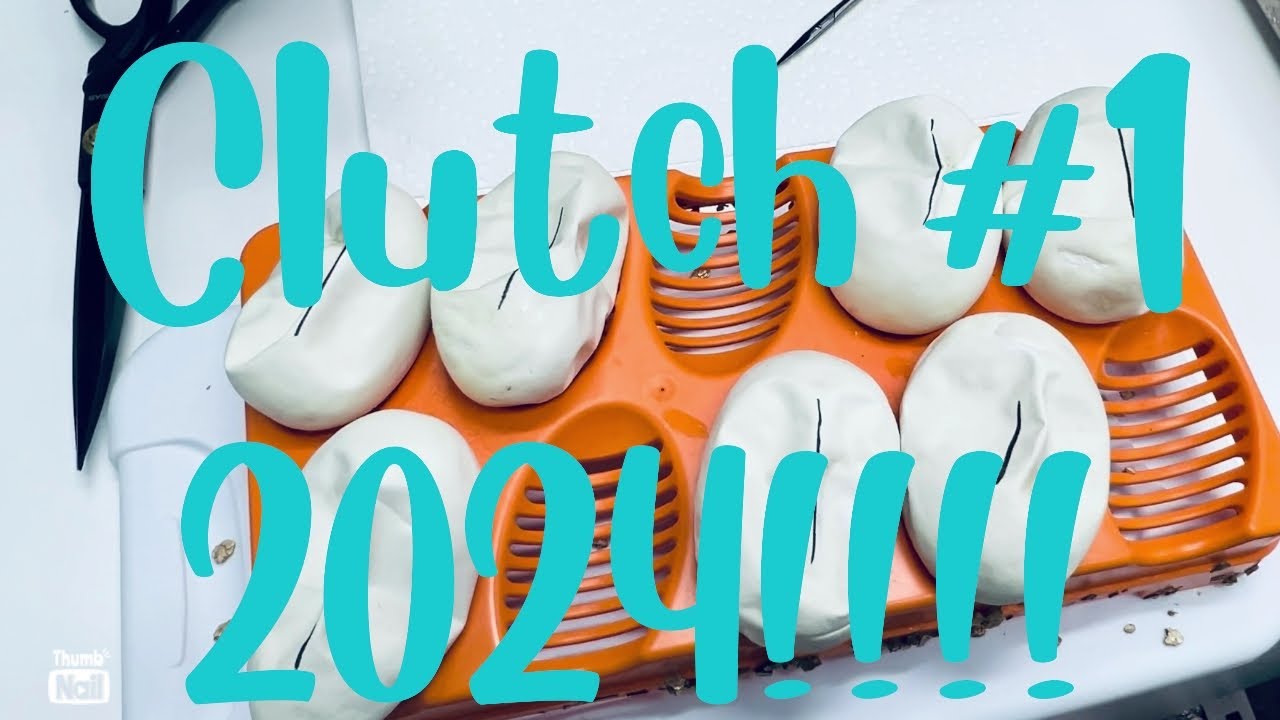 Egg cutting! Clutch #1 of 2024!!!!