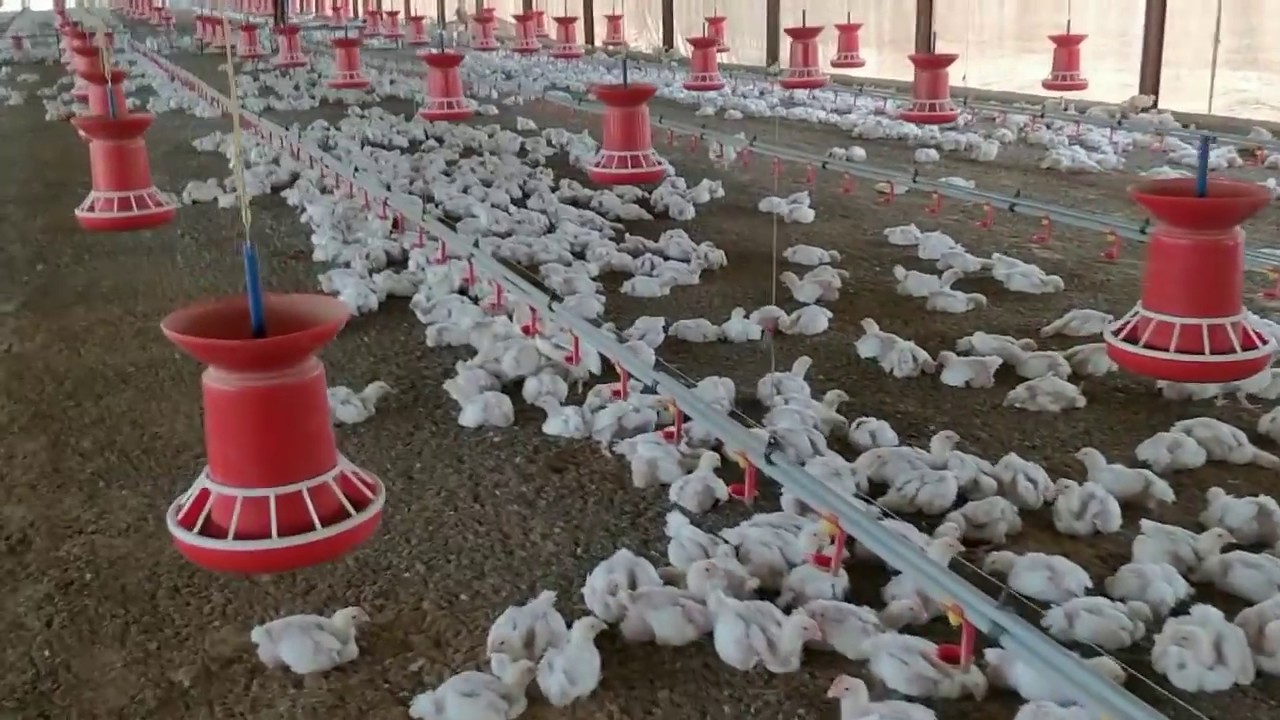 Semi Automatic poultry broiler farm( complete poultry farming solutions by sonu sangwan)