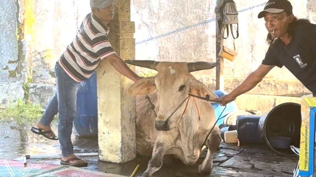 SAPI NGAMUK EXTREM SANGAT GAN4S MASUK WARUNG ‼️