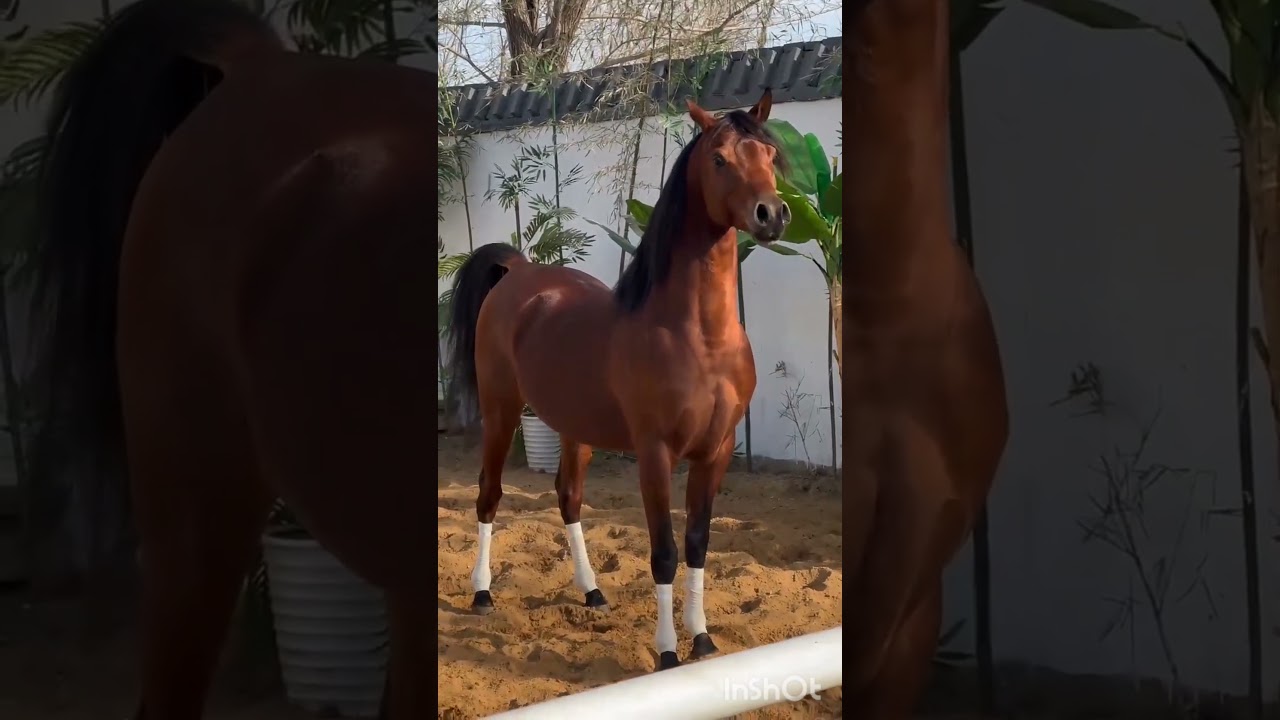 The  gelding stallion 