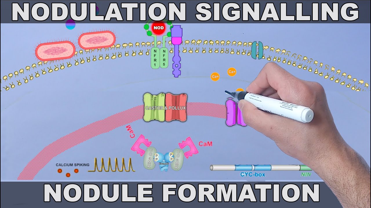 Root Nodulation Signalling Pathway | Nodulation