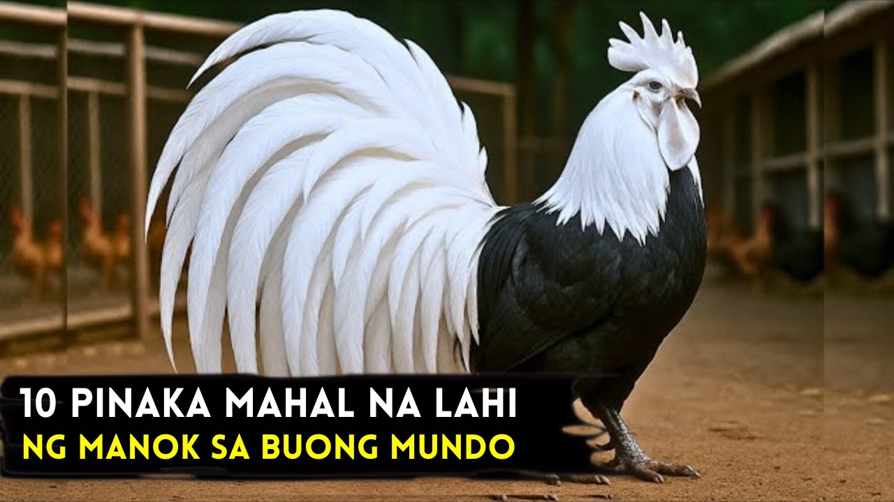 10 Pinaka MAHAL na Lahi ng Manok sa Mundo | Manok na Mas Mahal pa sa Bahay mo