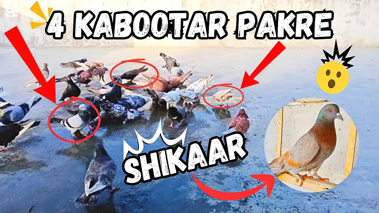 Sunday 30/Mar/25. Sedi ke Kabootar pakar liye bird's vlog Liaquatabad pigeons official
