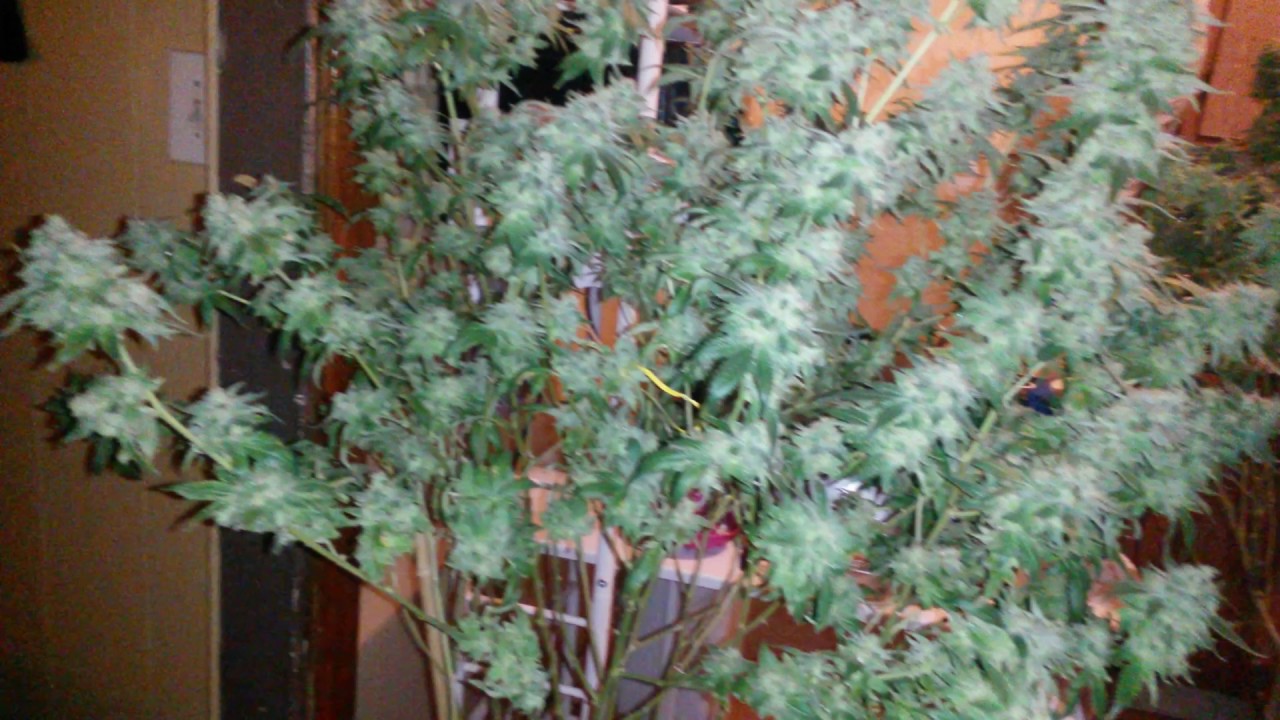 HARVEST DAY!!!!! (MK ULTRA KUSH & SUPER SOUR DIESEL WEEK 10 FLOWER)