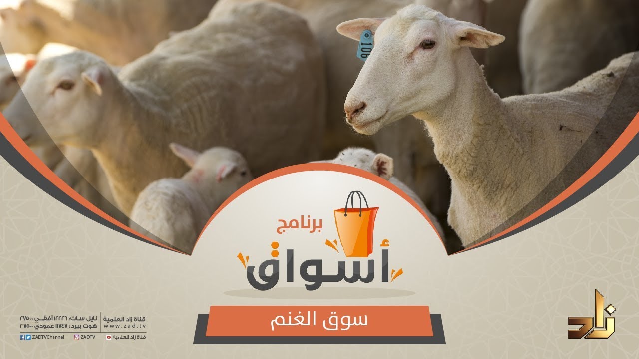 الغنم.. كيف نشتريها؟ ما هي أفضل الأنواع وأطيبها مذاقًا؟ | برنامج أسواق