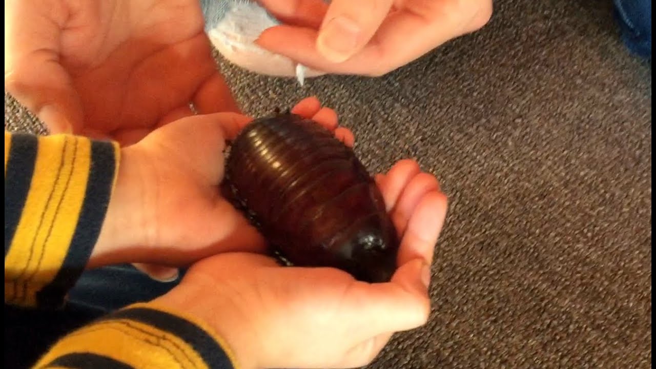 WORLD'S LARGEST COCKROACH found in my lounge-room! Only in Australia!