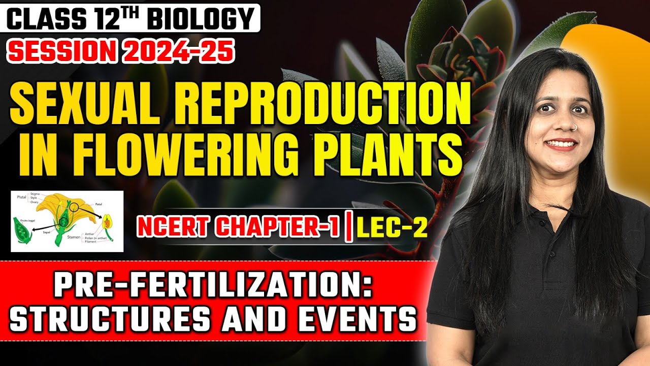 Pre-Fertilisation Structures and Events | Sexual Reproduction in Flowering Plants | Class 12 Biology