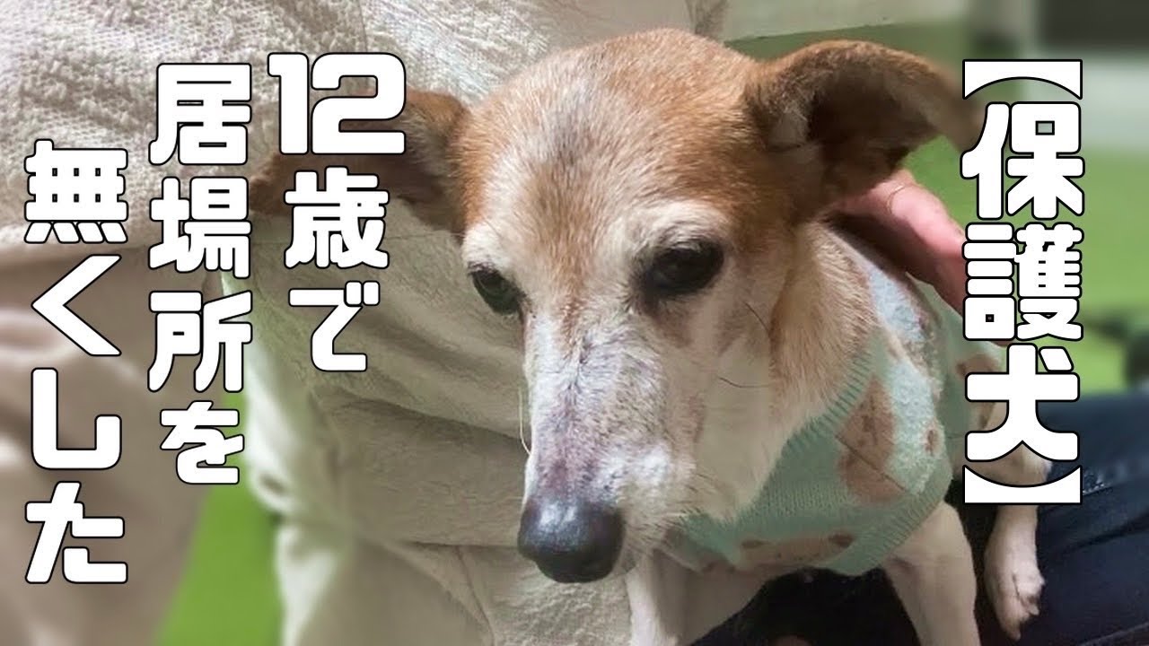 【保護犬・猫】１２歳で居場所を失ったジャックラッセルの女の子「vol 441」
