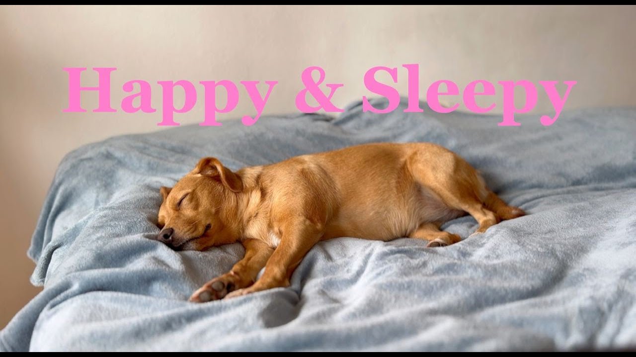 Happy & Cute Sleeping Dog – 4K, Relaxing video