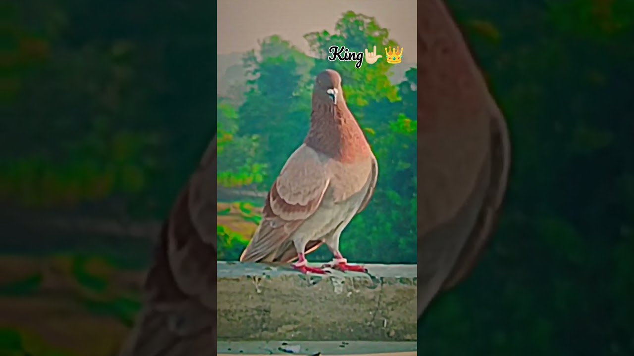 King 🤟🏻👑 #youtubeshort #video #agra #instagram #kabootar #reels #pigeonvideo #pigeons #video
