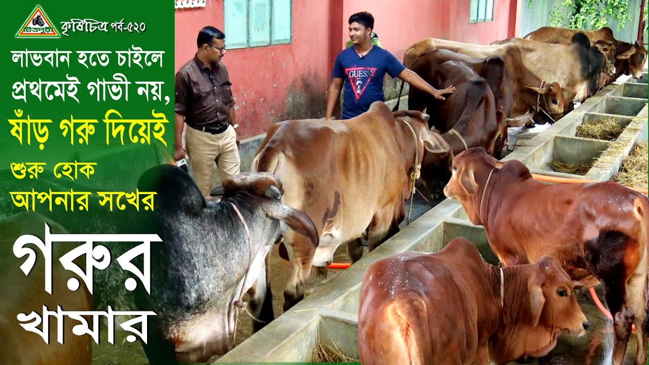 520-লাভবান হতে চাইলে প্রথমেই গাভী নয়, ষাড় গরু দিয়েই শুরু হোক আপনার সখের গরুর খামার ।