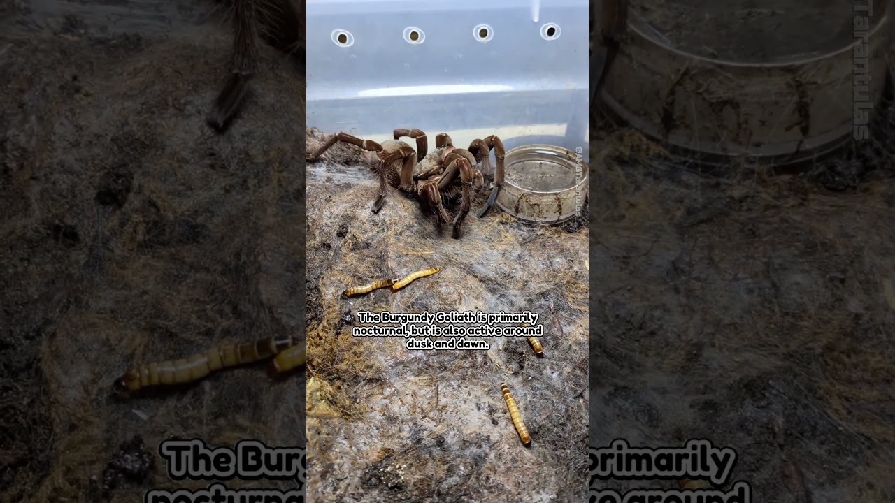 Burgundy Goliath Birdeater (Theraphosa Stirmi) Does Not Like Cups #tarantula #goliathbirdeater