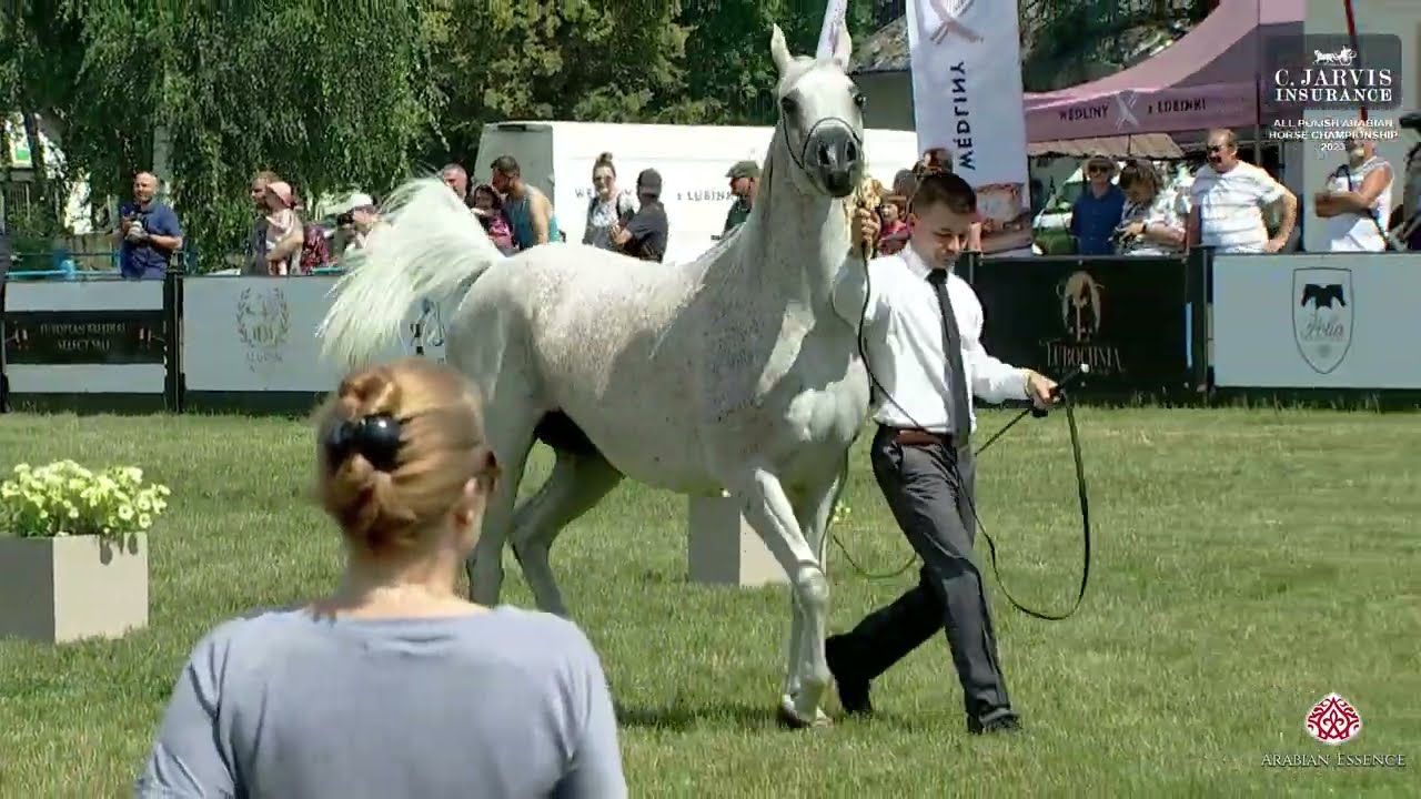 All Polish Arabian Horse Championship 2023   Class 10