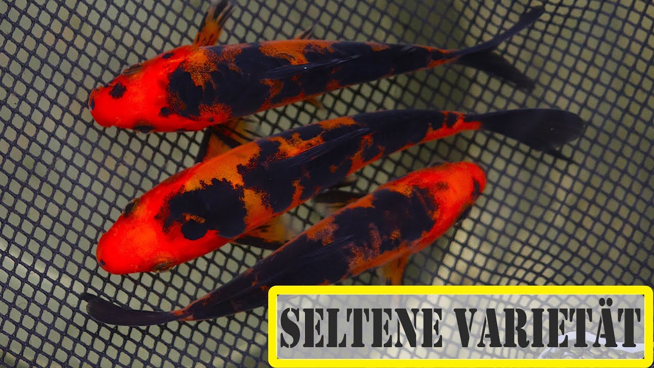 self-bred Koi - Doitsu Hi Utsuri after 6 months