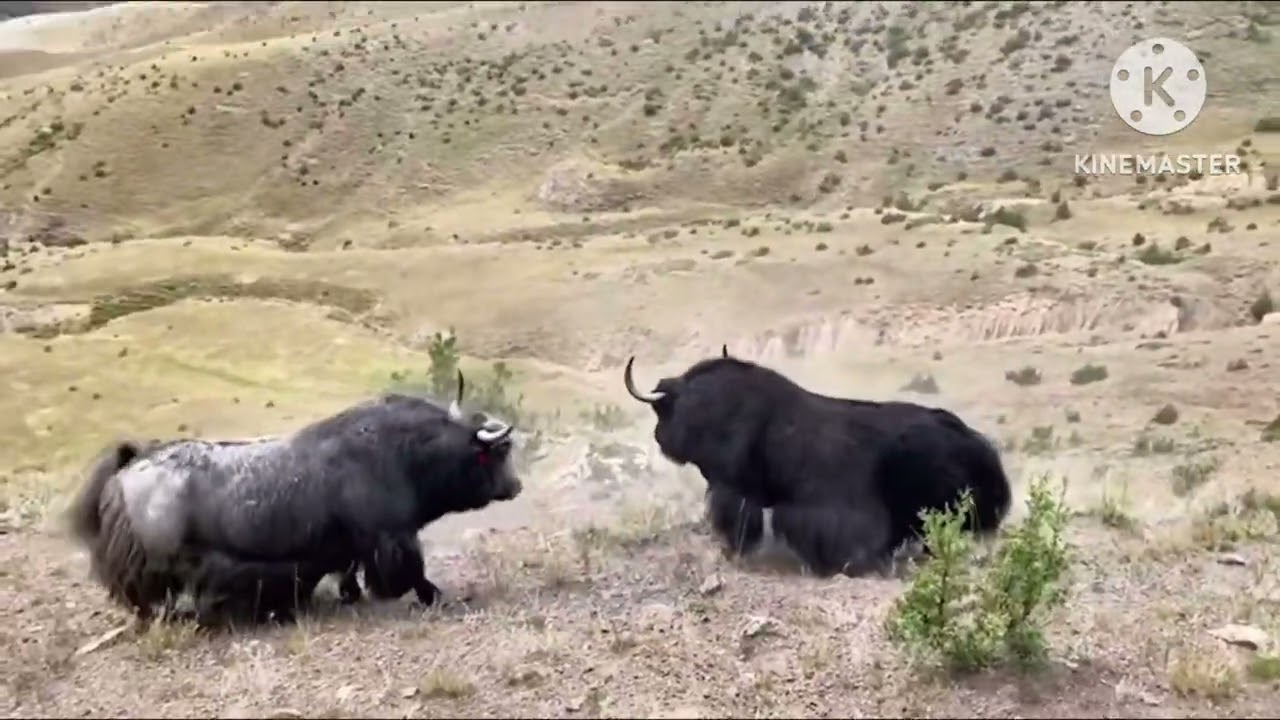 Top 10 yak fights in Tibet.