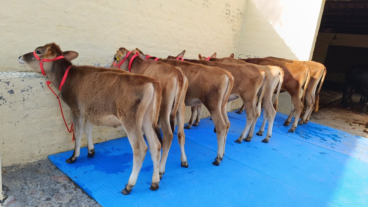 14 Hf and Jersey Heifers for sale, 14 ਜਰਸੀ ਅਤੇ ਐੱਚ ਐੱਫ ਵਹਿੜਾਂ ਵਿਕਾਊ