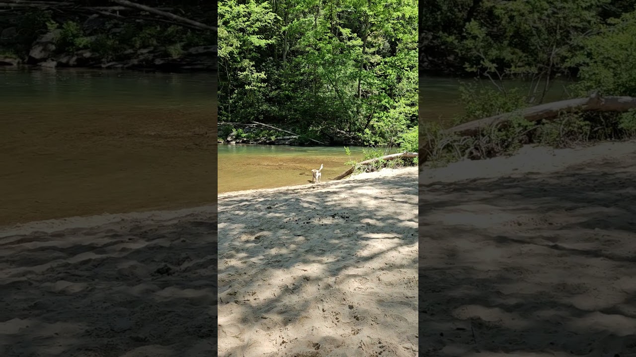 American Yellow Lab at Riley Moore Falls South Carolina