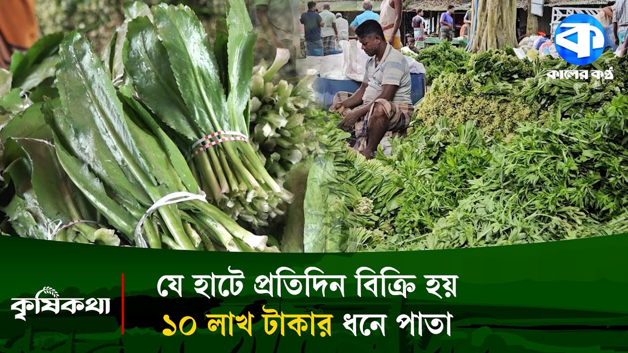 সবুজ সোনায় বদলে যাচ্ছে কৃষকের জীবন, প্রতি হাটে বিক্রি ১০ লাখ টাকা | Coriander Leaves | Green Gold