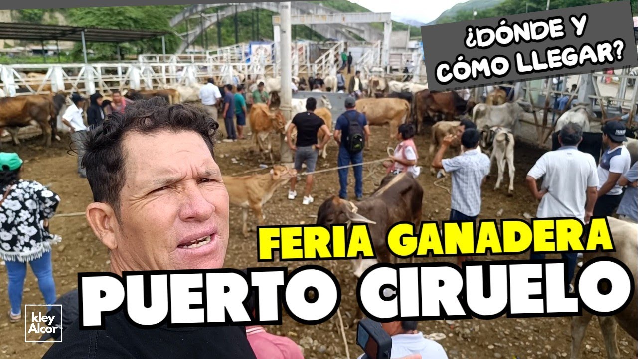 FERIA  DE  GANADO  EN PUERTO CIRUELO - ¿DÓNDE  Y  CÓMO LLEGAR?