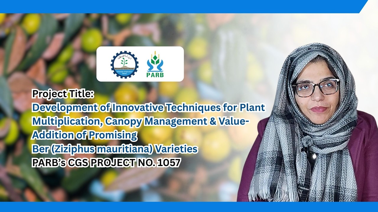 Development of Innovative Techniques for Ber (Ziziphus mauritiana) PARB CGS Project 1057@prpmnsuam