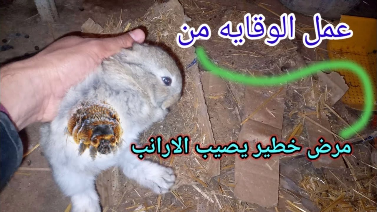 ماهي الامراض الخطيرة عند الارانب لازم تخد بالك منها
