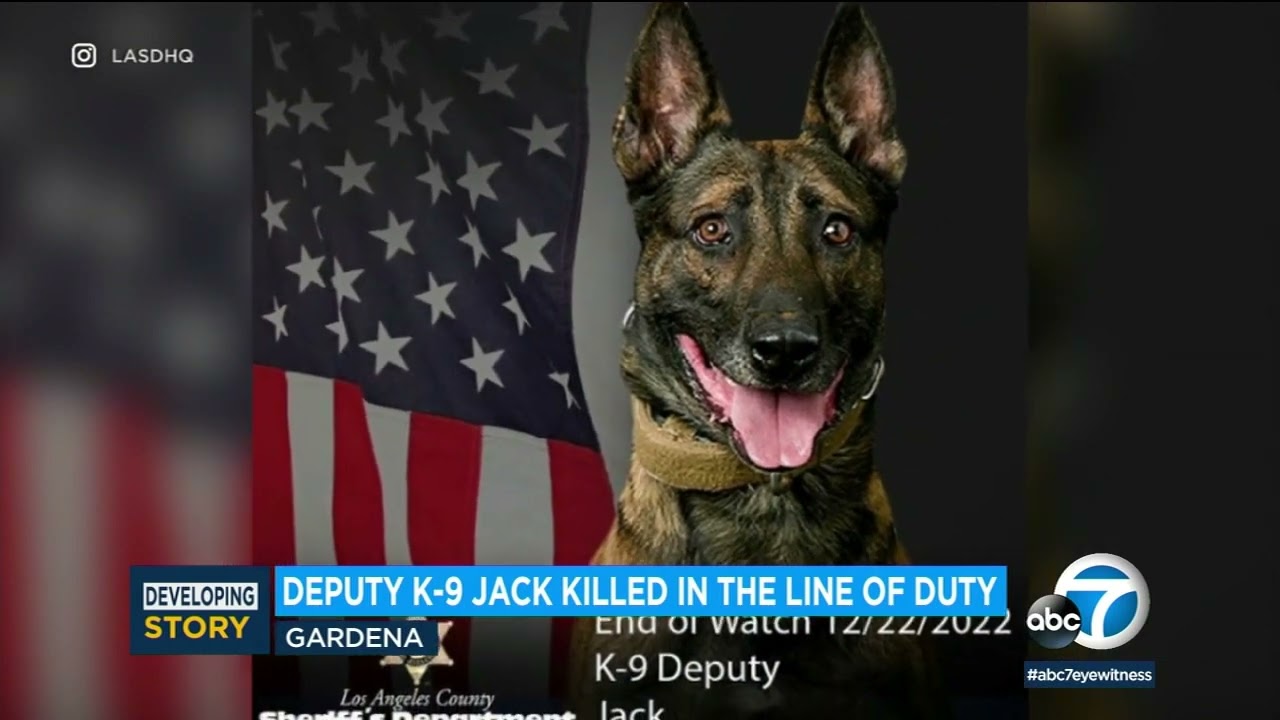 LASD K-9 deputy Jack shot and killed by barricaded suspect in Gardena