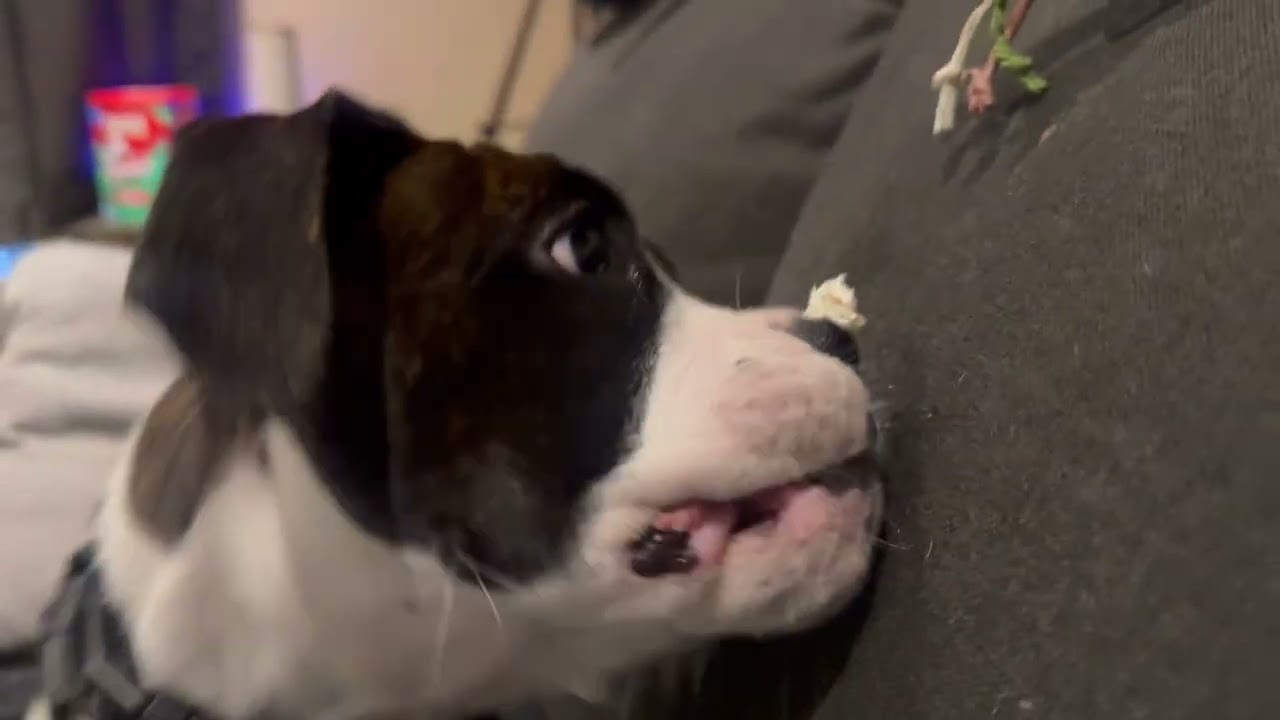 Daddy put some cream cheese on my nose 