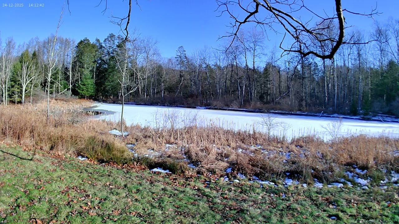 Relaxing Pond View #39 - Dallas,PA #relaxing #nature #outdoors #wildlife #naturesounds #viral