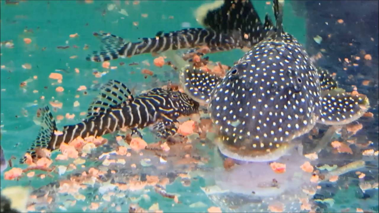 L numbers feeding time