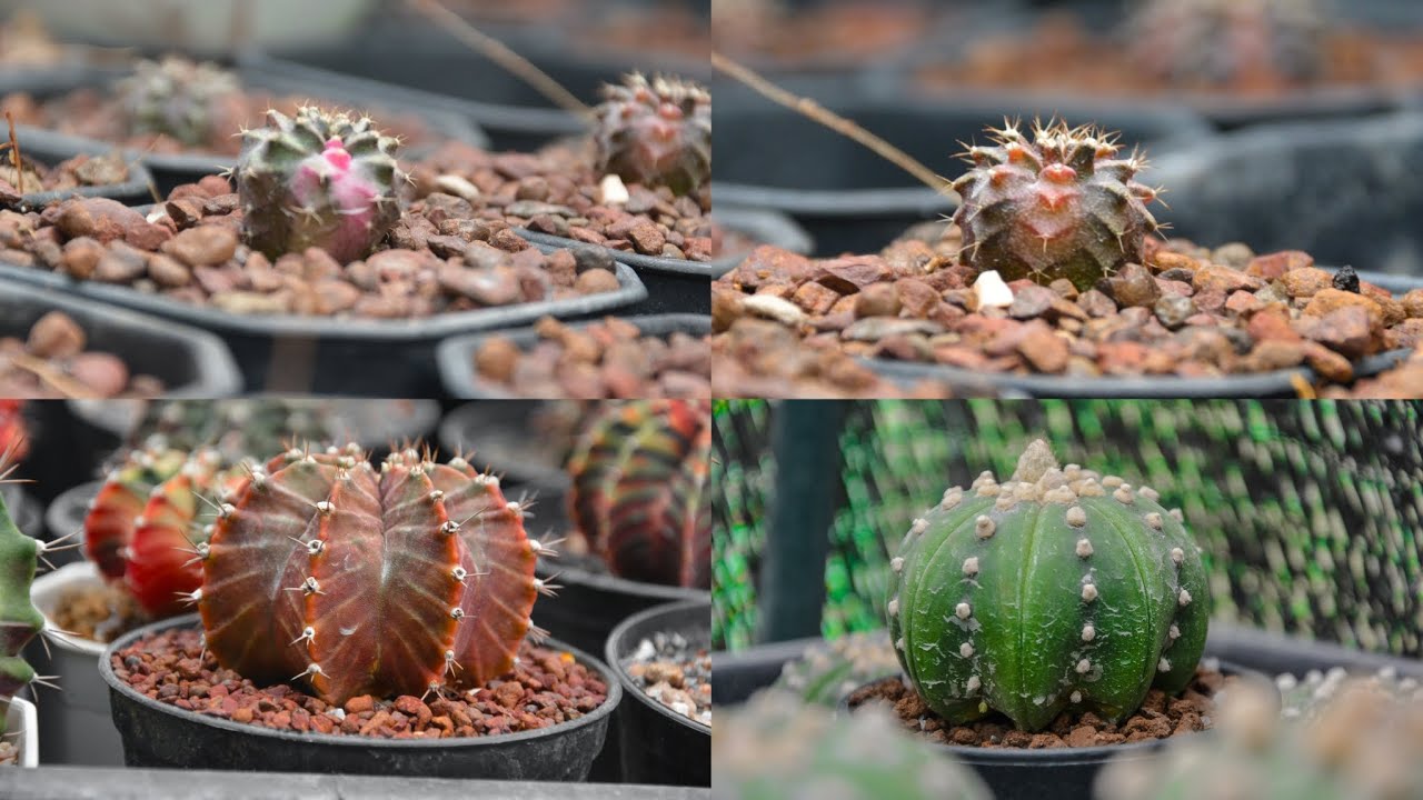 ดูที่เพาะไว้ตั้งแต่ ปี 2023 #cactus