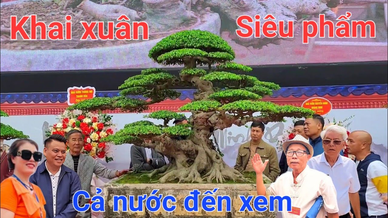 Anh em yêu cây cả nước đổ xô đến xem cây sanh tốp đầu Việt Nam tại nhà vườn Minh Dưỡng
