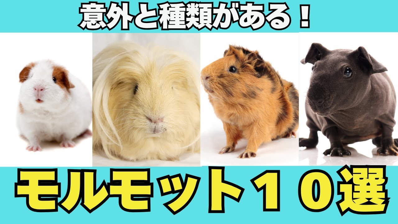 【モルモット図鑑】見た目・性格・原産地までわかる！飼育前必見10選