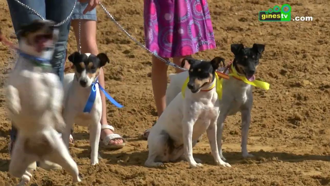 El Concurso Morfológico del Perro Bodeguero Andaluz, el domingo 9 de octubre dentro de La Pará