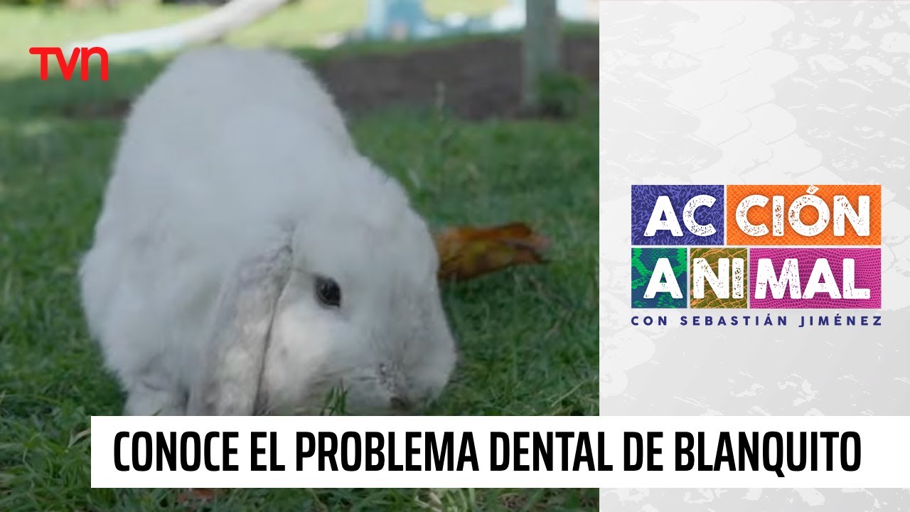 Conoce el problema dental del conejo blanquito | Acción Animal
