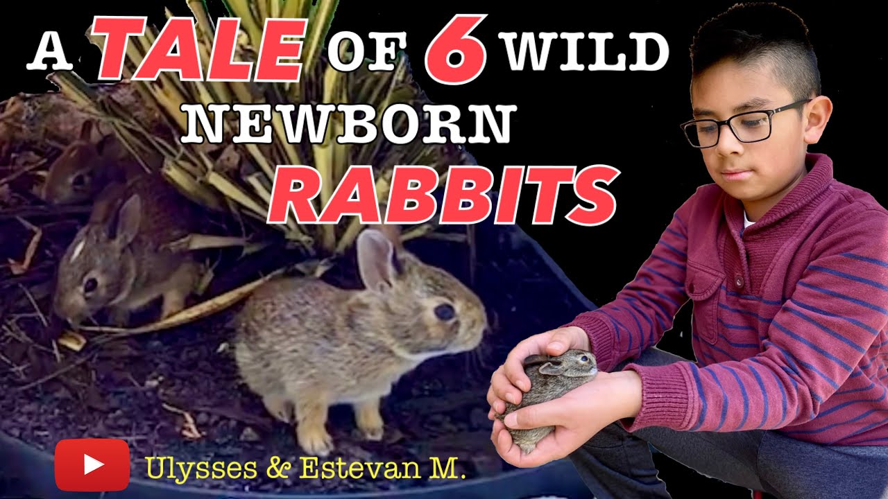 A Tale Of 6 Wild Newborn Cottontail Rabbits From Day 1 - 30
