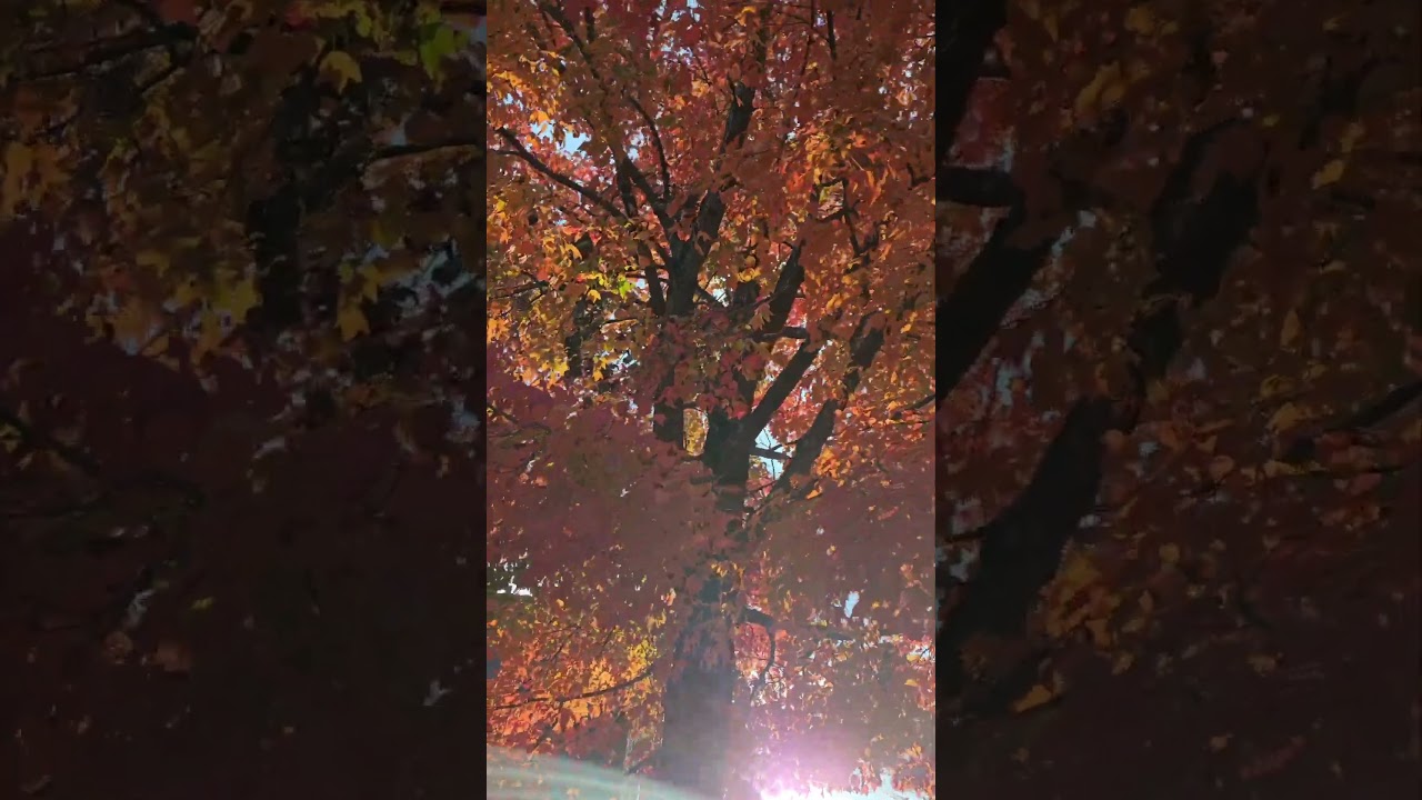 A Fiery Sunset: The Captivating Brilliance of Red Fall Leaves