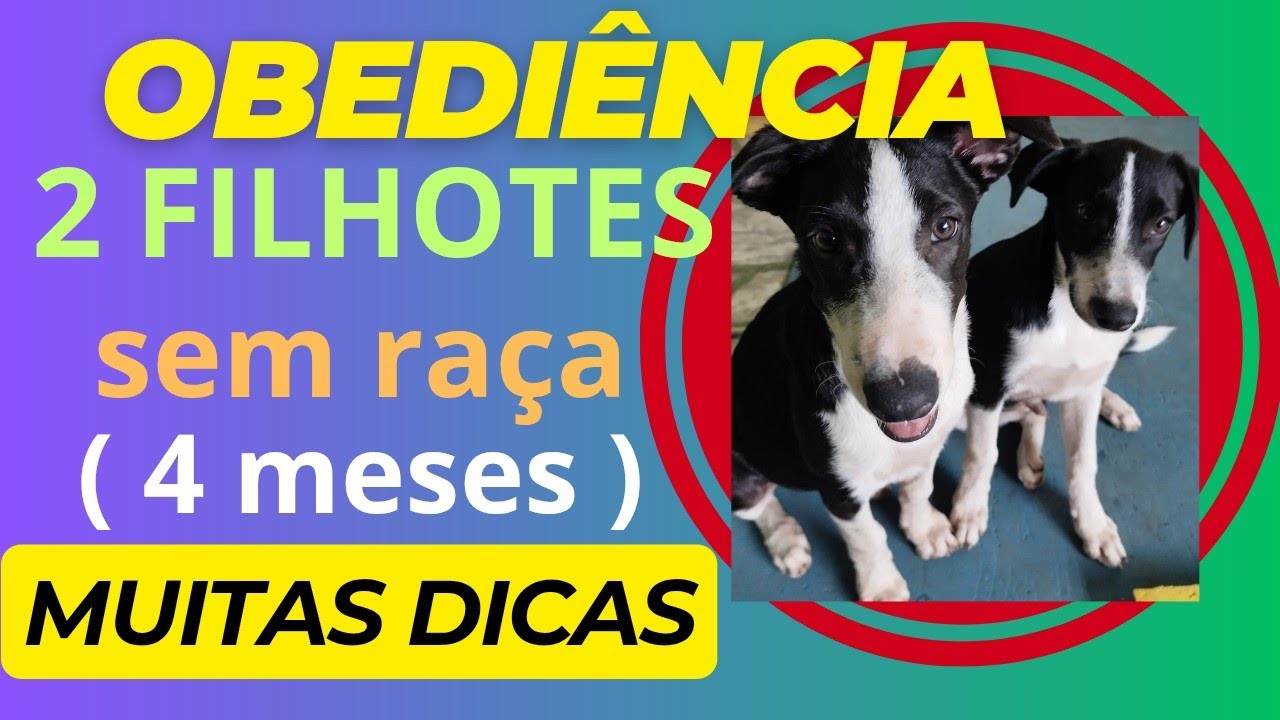 Iniciando obediência e socialização de dois filhotes.