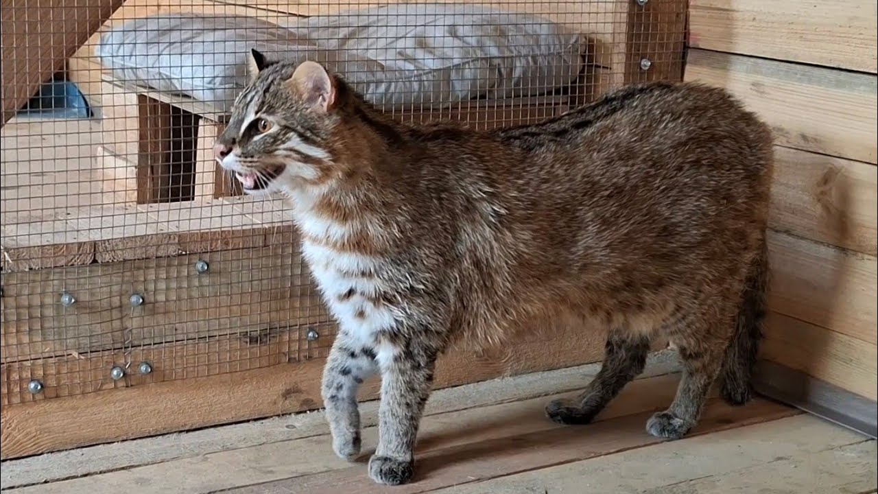 ДАЛЬНЕВОСТОЧНЫЙ КОТ ИЗУЧАЕТ НОВЫЙ ВОЛЬЕР