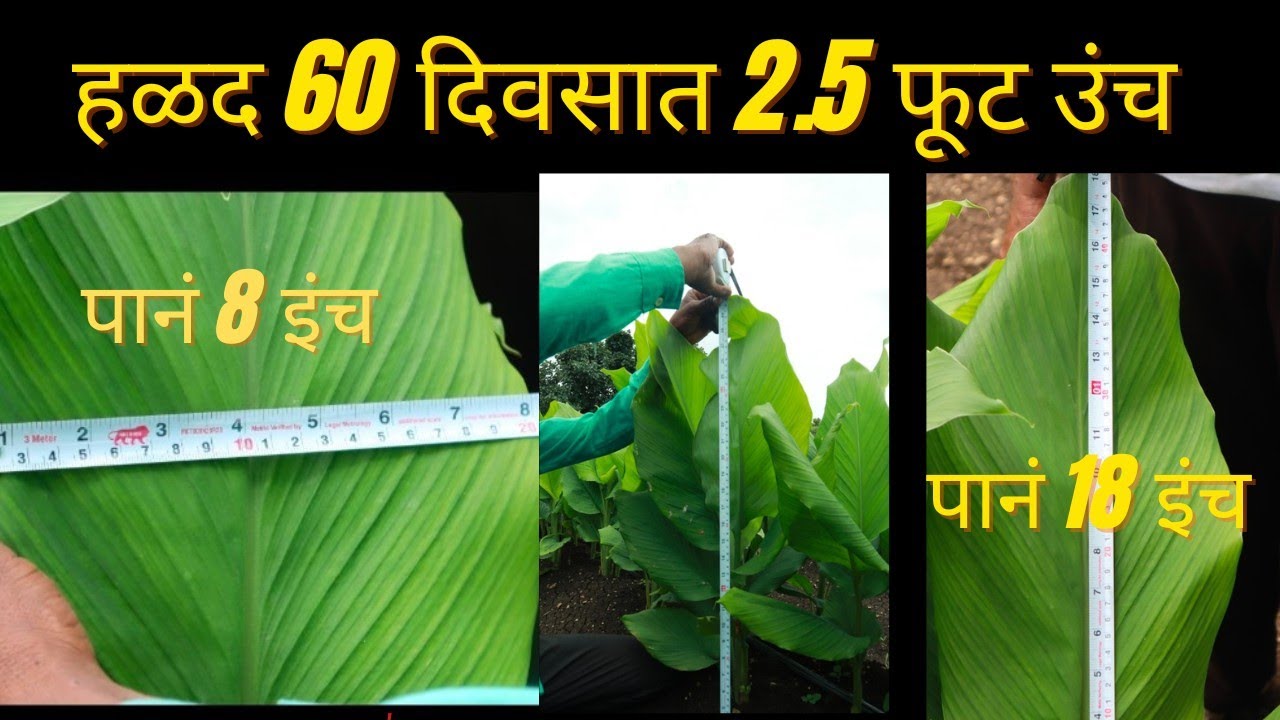 तेहतीस गुंठ्यात अडतीस कुंटल हळदीचे उत्पादन काढणाऱ्या शेतकऱ्यांची यशोगाथा ll Halad Yashogatha