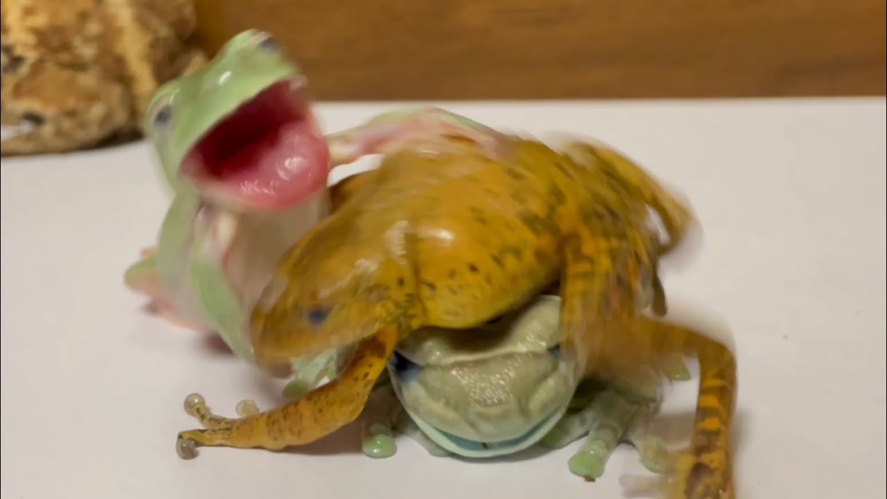 What's happening?  Pleasant frogs and grumpy toad.  [Frog and toad]