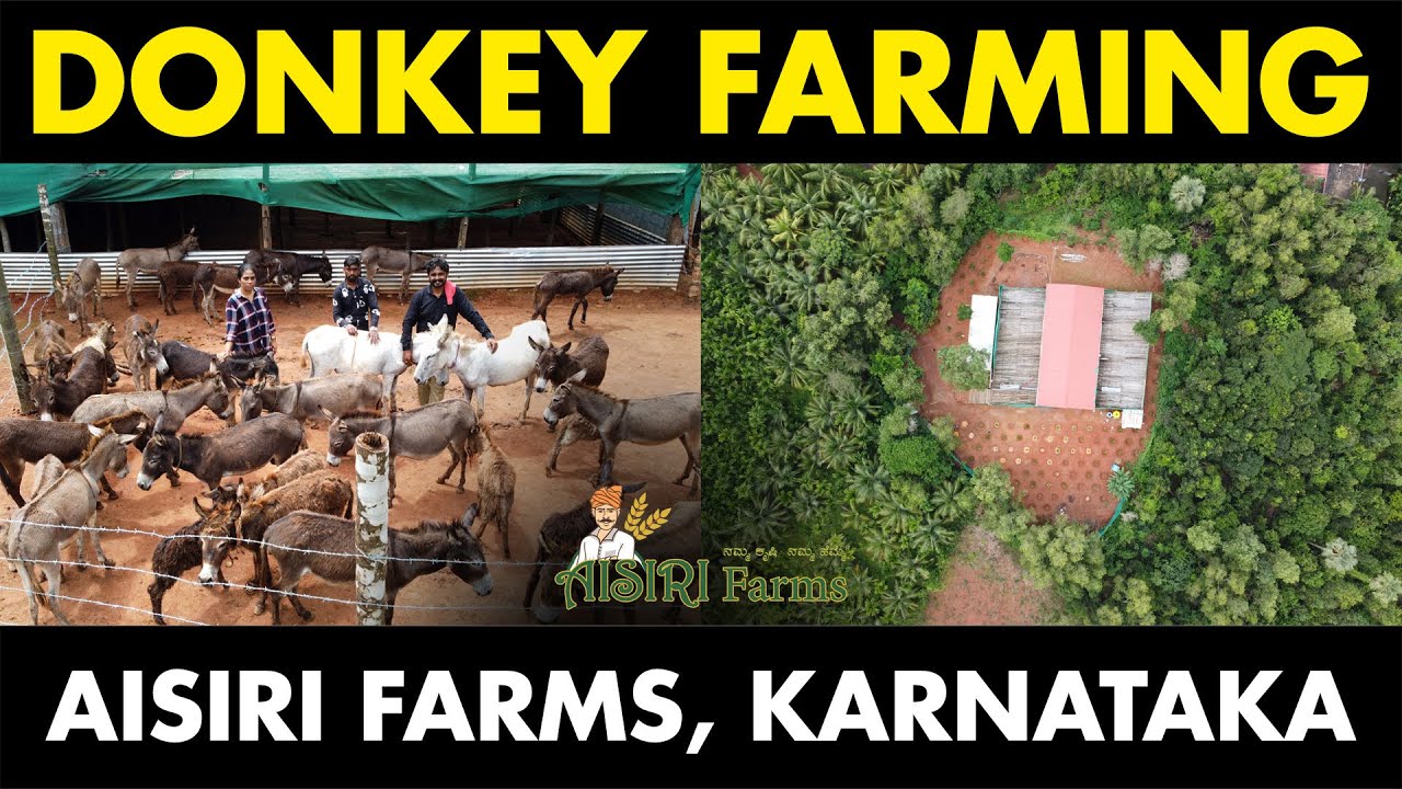 Donkey Farming | Aisiri Donkey Farm, Ira, Karnataka